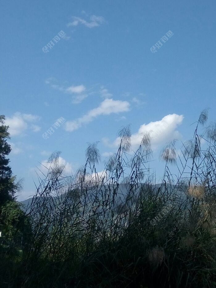 钓点旁边的芦苇花和蓝天白云,坐钓在这里享受蓝天白云 钓点旁边的芦苇花和蓝天白云,坐钓在这里享受蓝天白云