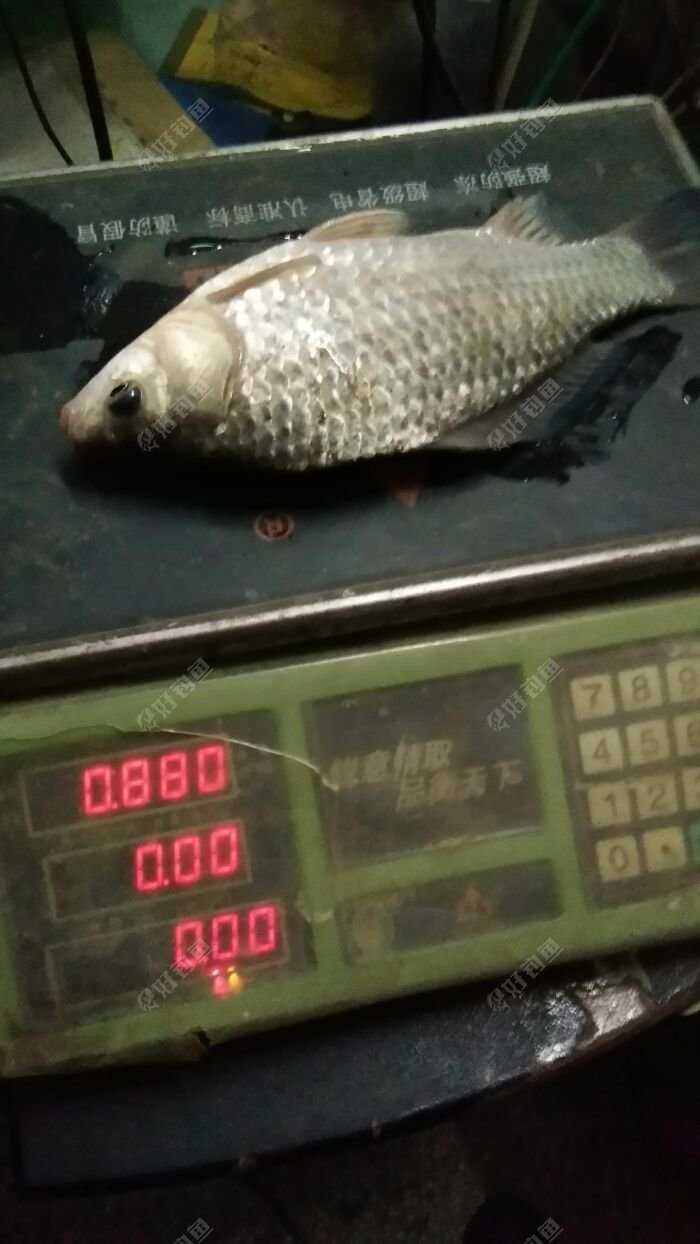 单鲫净重