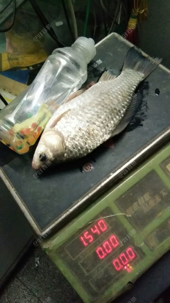 比饮料瓶还长
