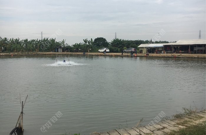 红梅大树钓鱼场