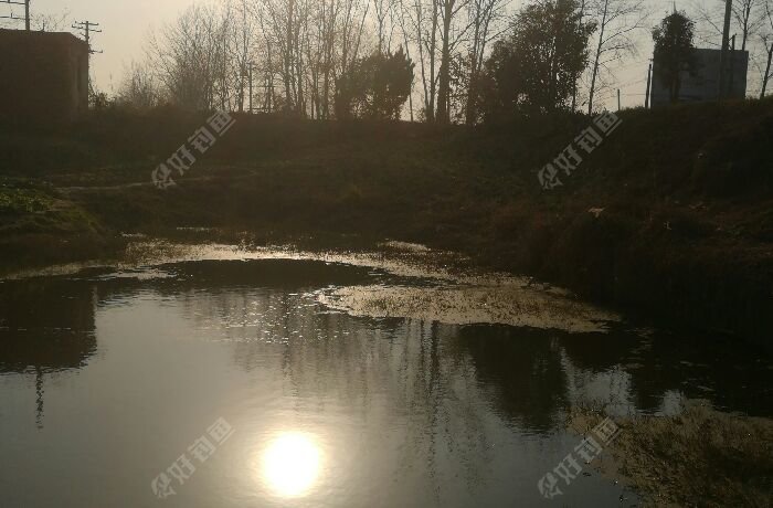 王沟院新安路边野塘
