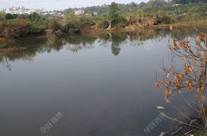 跳马安置小区野塘