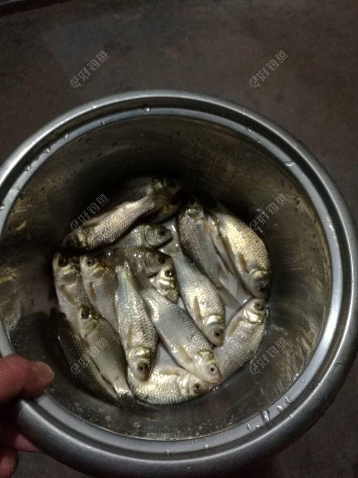 估计一斤多吧，放鱼塘养大再吃??