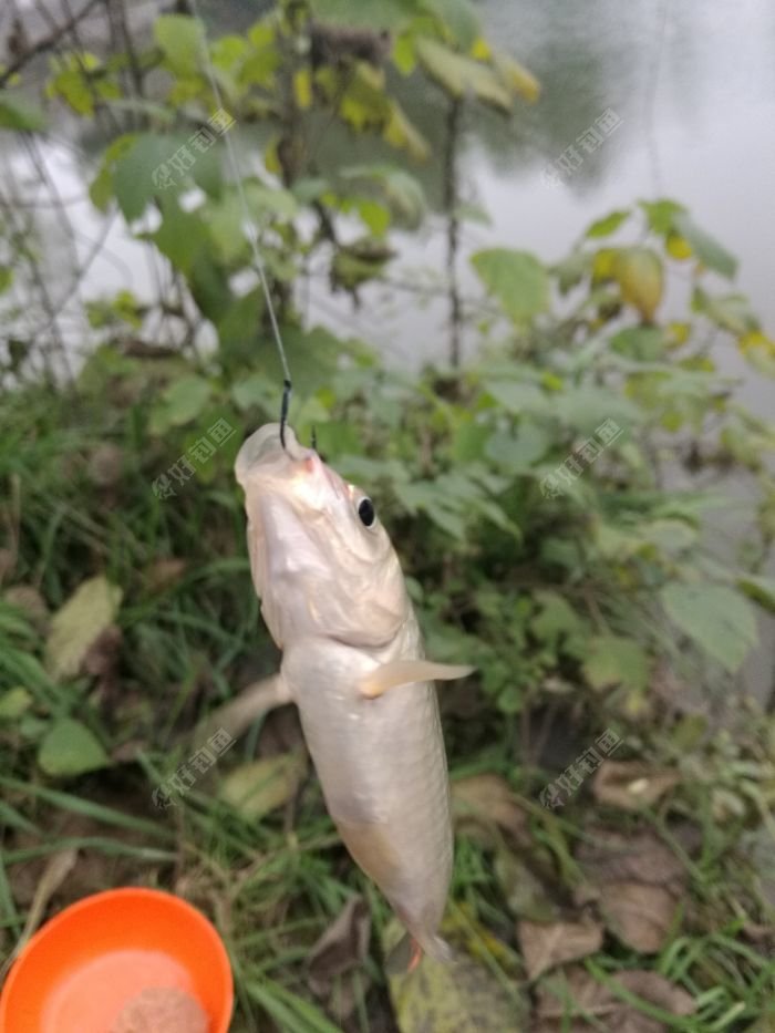特写