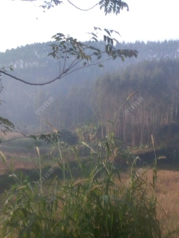 阳光早早就升起来了,但是远处山林中的雾水未曾想散去