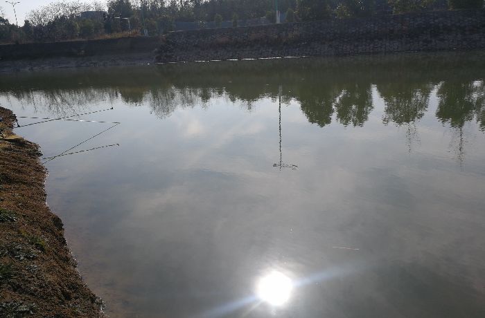 跳马鑫广酒店旁野塘