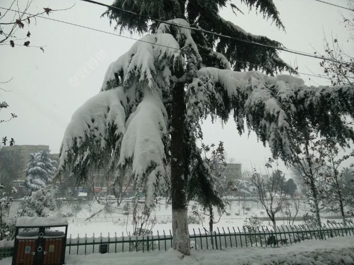 大雪压身不弯腰,漂亮的雪松欢迎各位钓友来安徽赏雪。