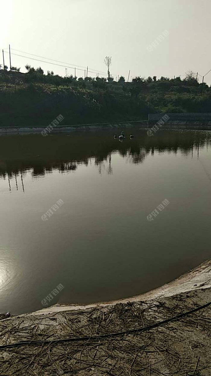 李子弯康渝钓场