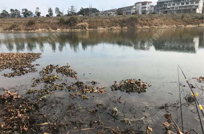 北洋汇头桥野钓