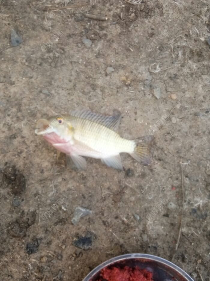 5分钟左右就上鱼，不过全TM是罗非?