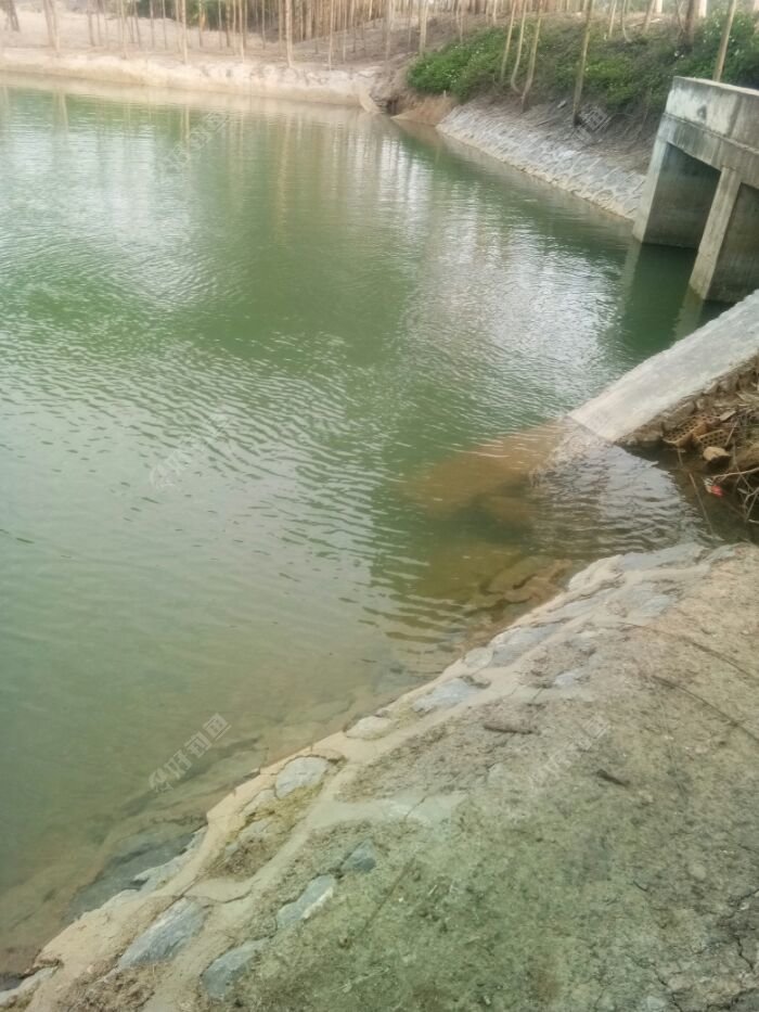 通向大河的一个黑坑，水深3米多点
