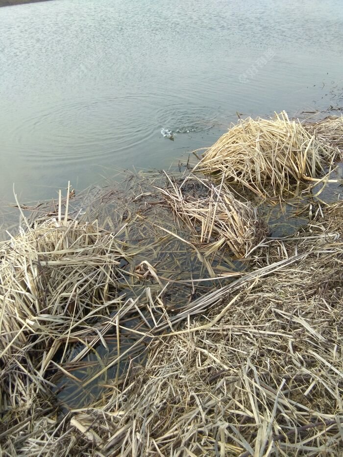 又一尾，过年玩的挻欢啊！都上钩了还不老实。