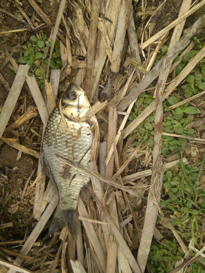 看这鱼体型，绝逼以后的斤鲫胚子。