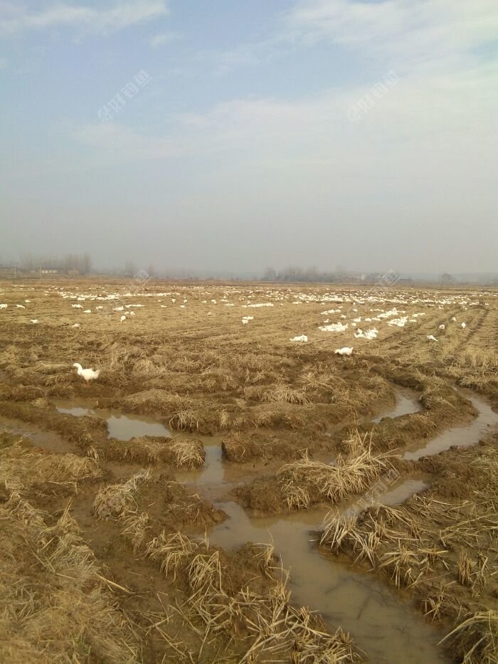 好多大白鹅，今天不会参军了，有大鱼咱搞大鱼，没大鱼咱搞小鱼。真搞不到鱼咱搞只鹅回家?。就是不知道老乡揍人不？揍人狠不？?
