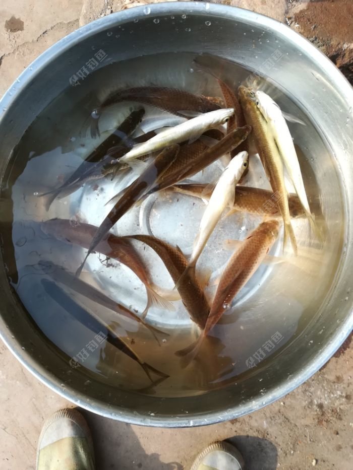 最后的鱼获,