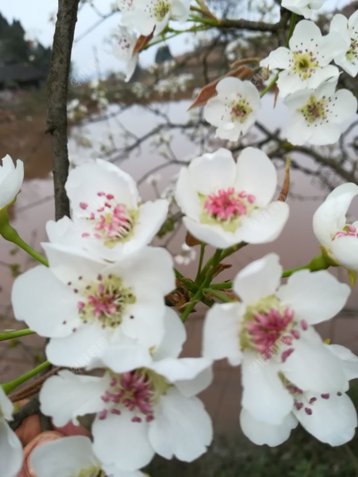 一片梨花