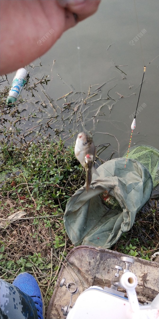 鲫翘双飞!