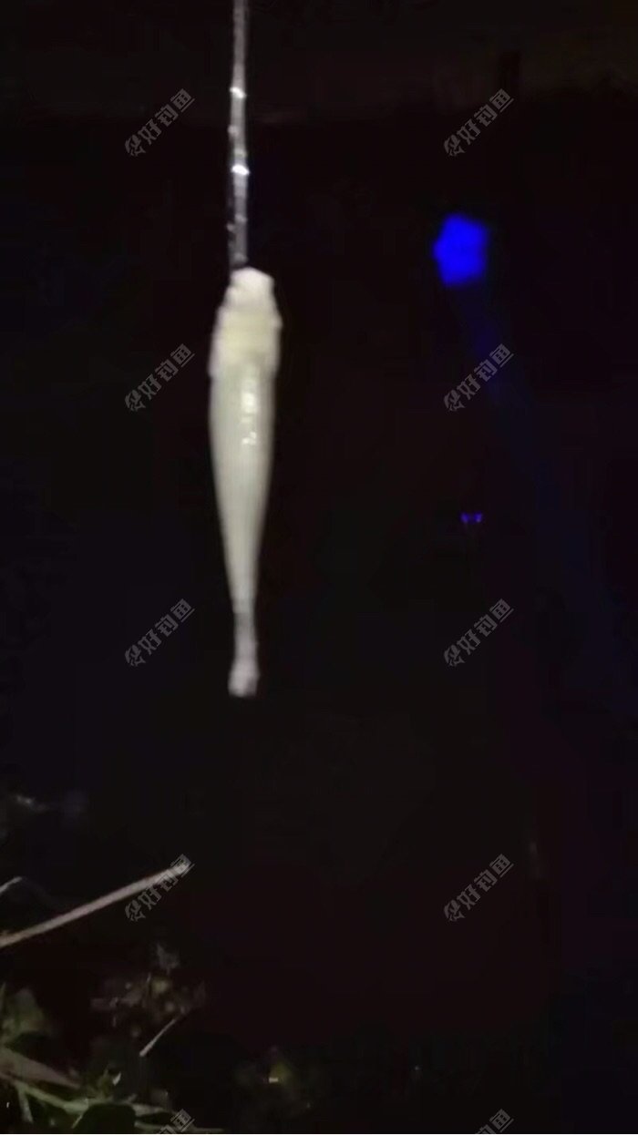 鲫鱼口很好!