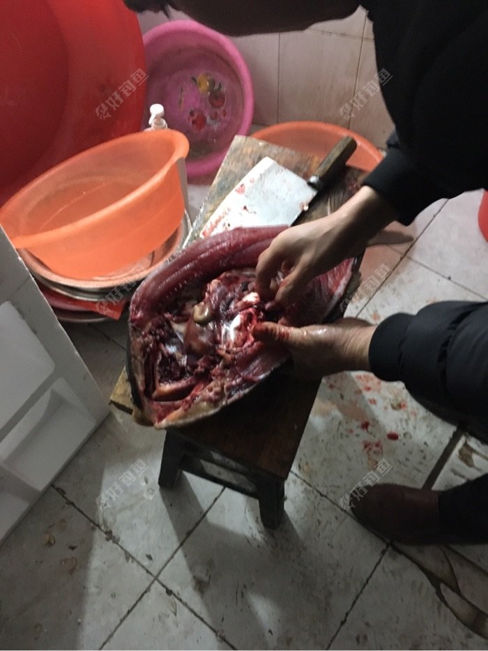回家给老师傅杀鱼!我只会钓不会杀最多也就杀杀小鲫鱼?