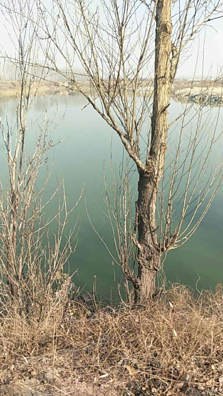 龙河西桥窑坑