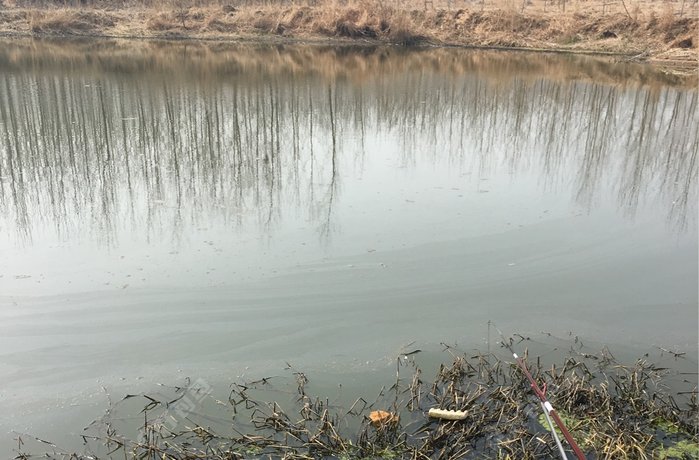 龙王河旁野钓塘