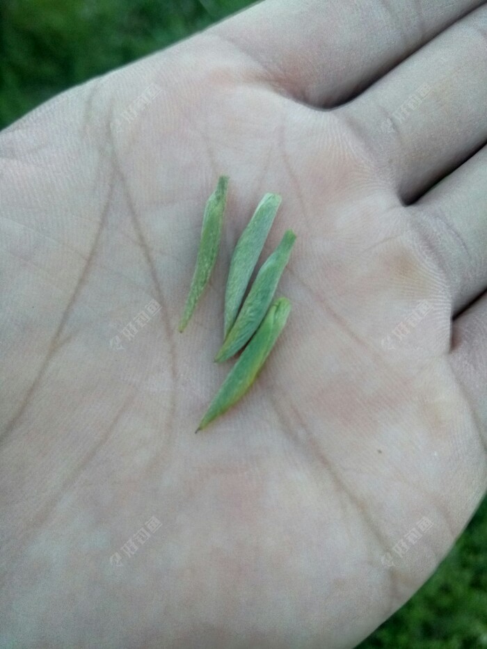 这个只有土豪喝的起银牙几千块一斤