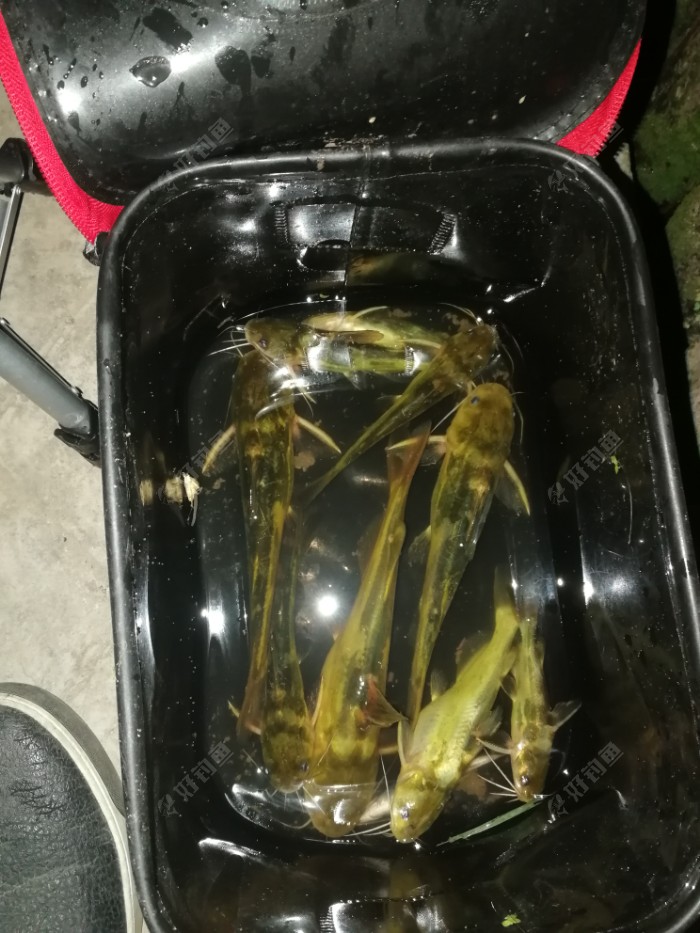 天黑前钓的挺大的