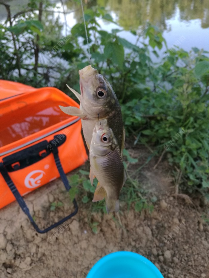 双飞2侧面