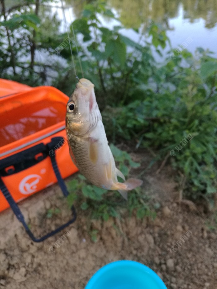 这条也是鲤鱼??