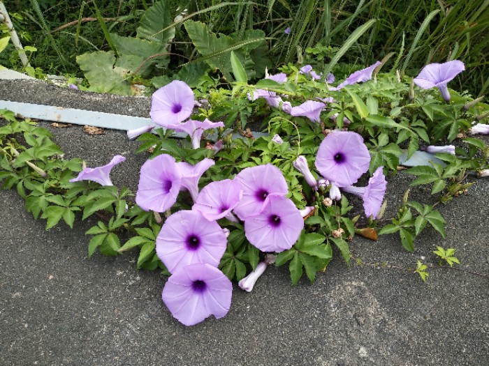 旁边的牵牛?花?