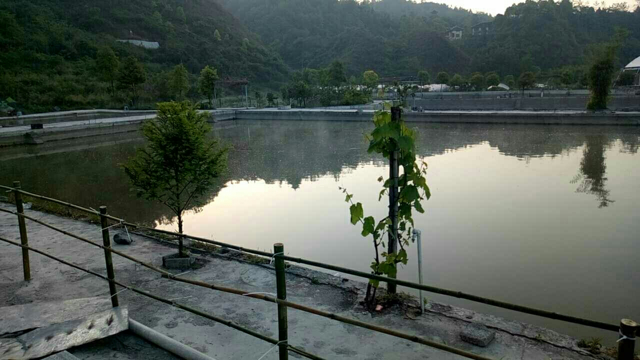 福泉黄丝鱼家乐