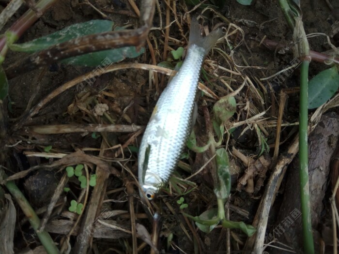 又上小红眼。