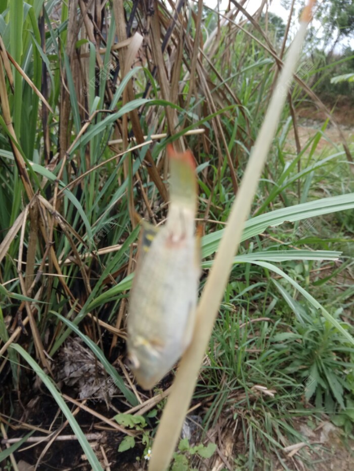 钩对尾巴笑哈哈，喂，你会不会钓鱼呀。
