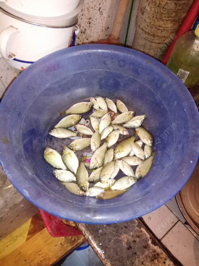 选出小鱼41尾。