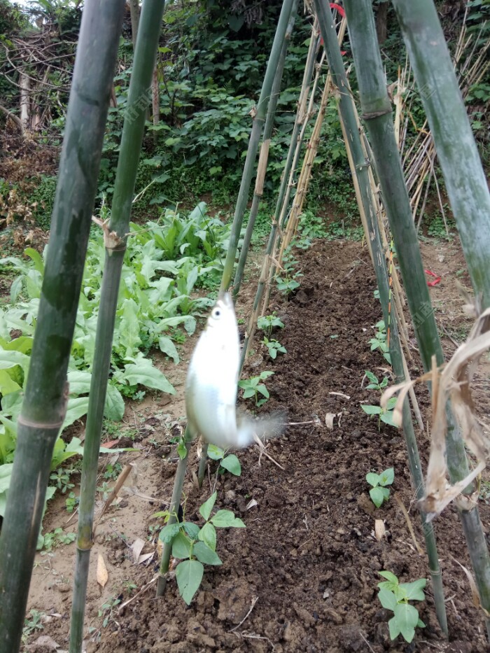 第四尾，挣扎竹架，腾空摆尾，致死不后悔。