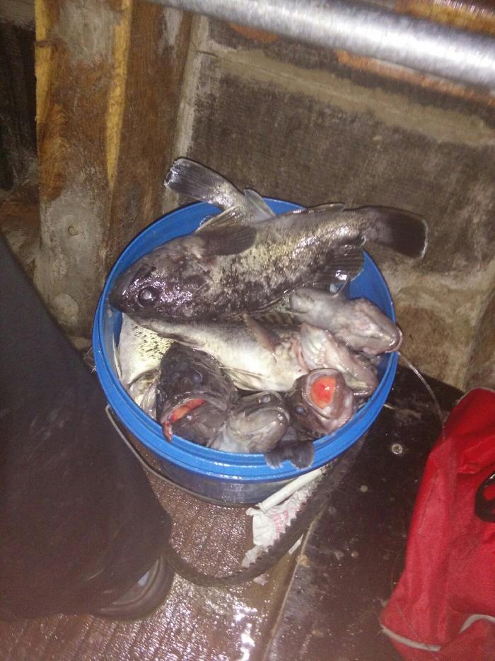 刘公岛投石沉架区