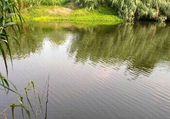 泰州野生鱼塘