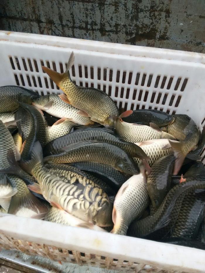 南庄农家休闲垂钓园