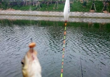 温凉河医圣祠段水域