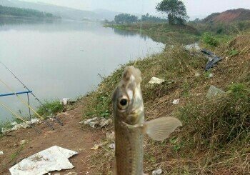 临江河水口中学钓场