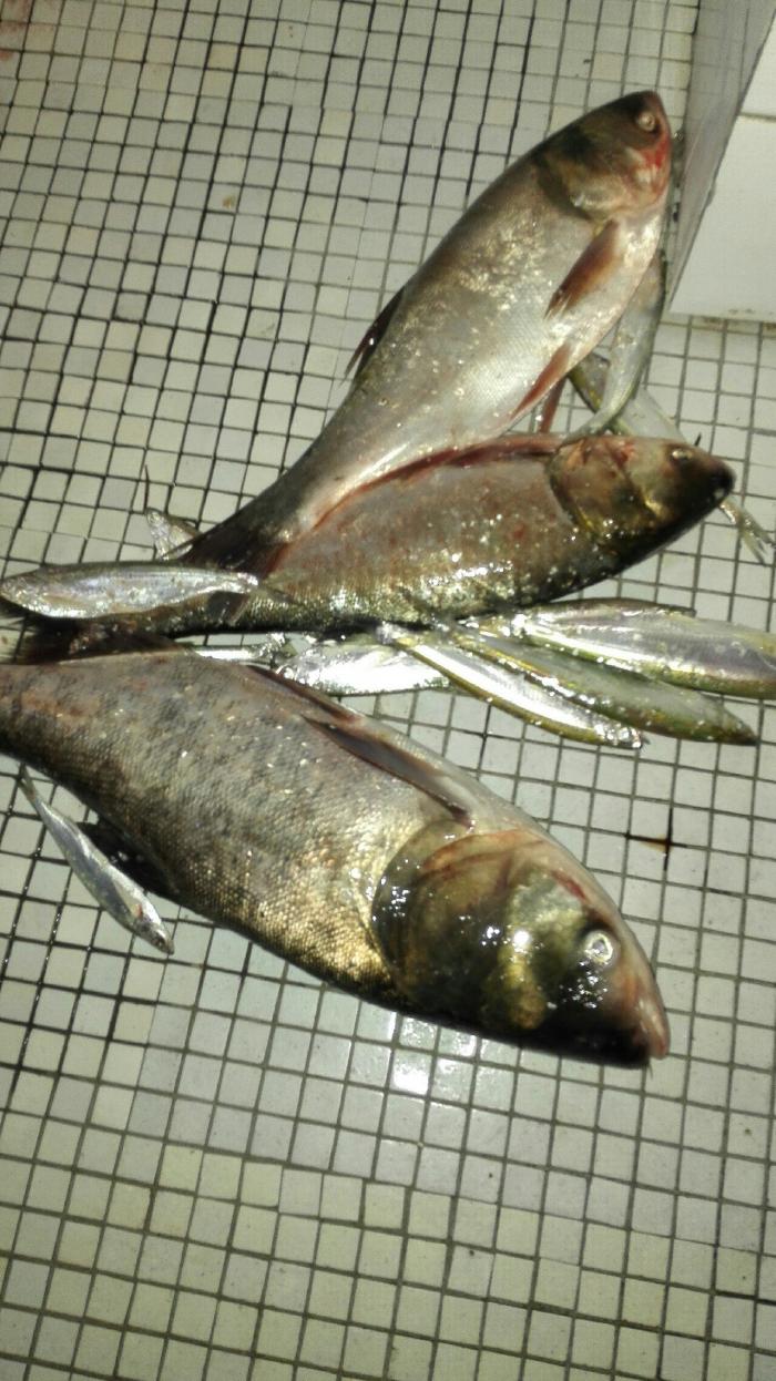 石牌镇汉江拦水坝