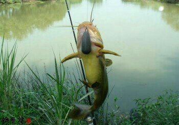 南阳湖农场段排灌站