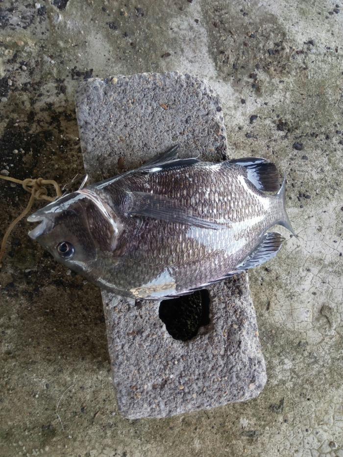 薛村白水塘钓点