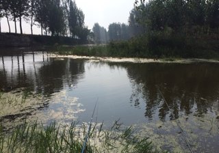 朱赵新河支流鹿湾段