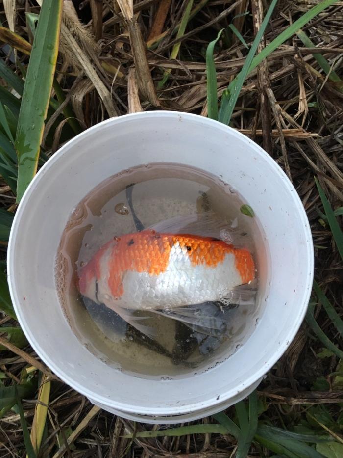 费家塘路口河道