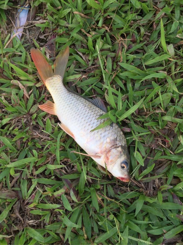 华阳湖湿地公园