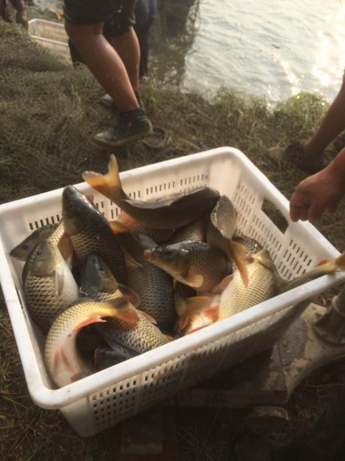 果子李小崔垂钓园