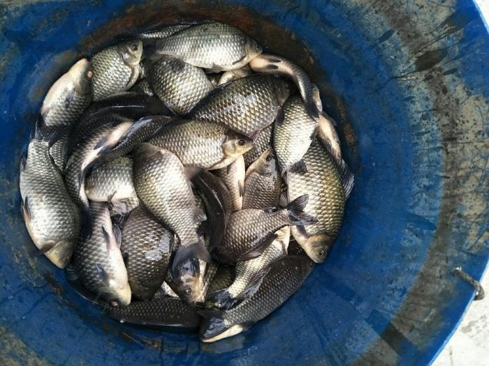 分水农家钓鱼塘