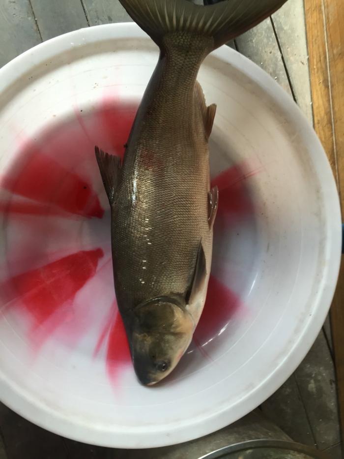 清水河公园钓鱼岛