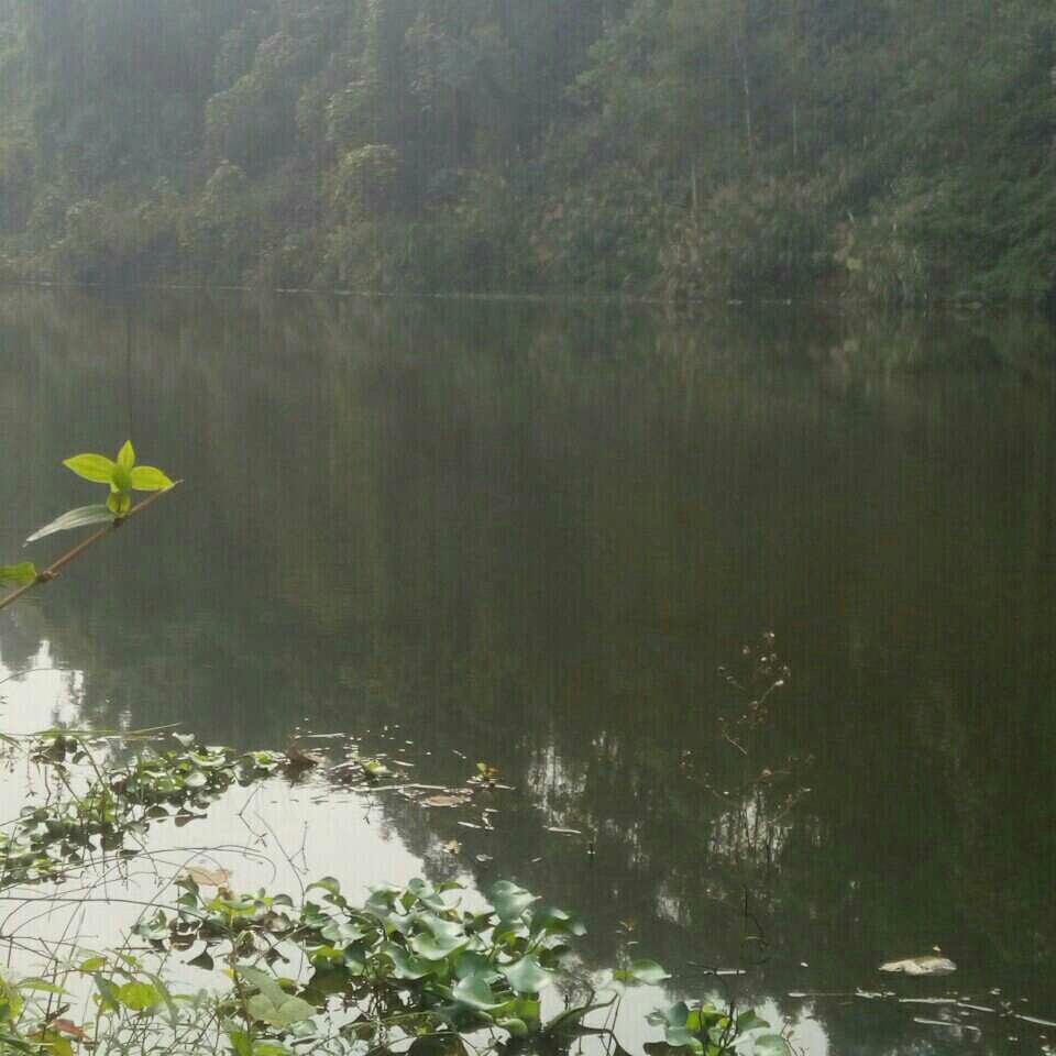 国家证用的堵塘